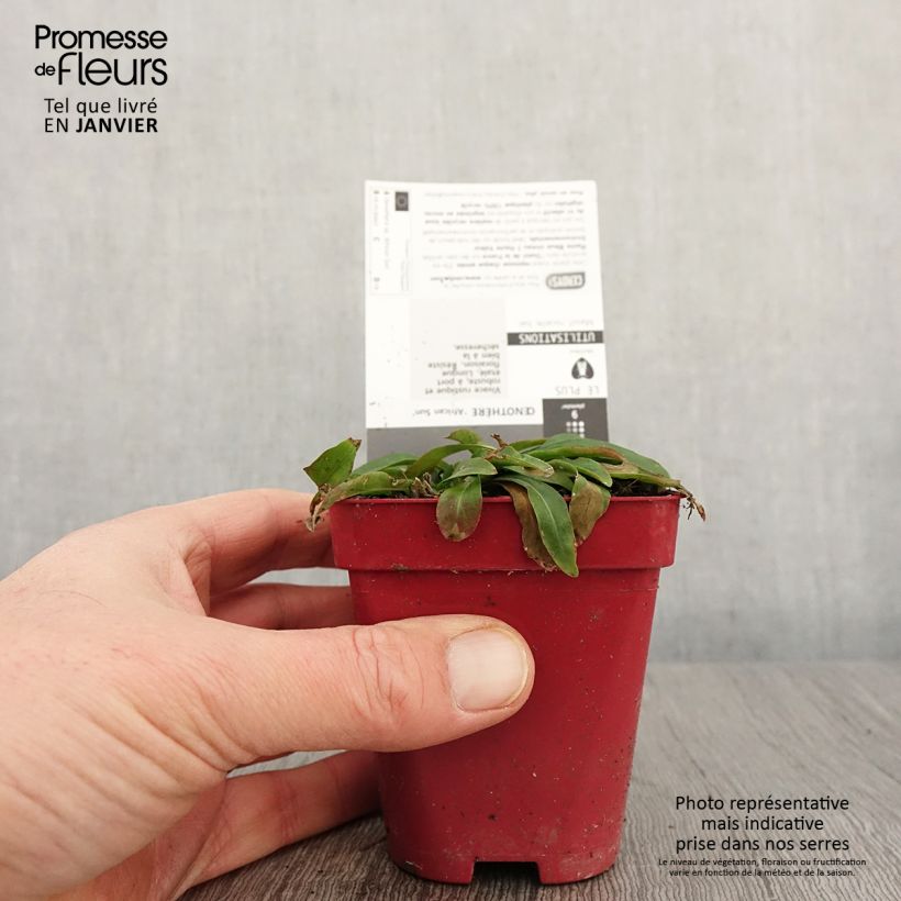 Oenothera fruticosa African Sun - Evening Primrose 8/9 cm pot sample as delivered in winter