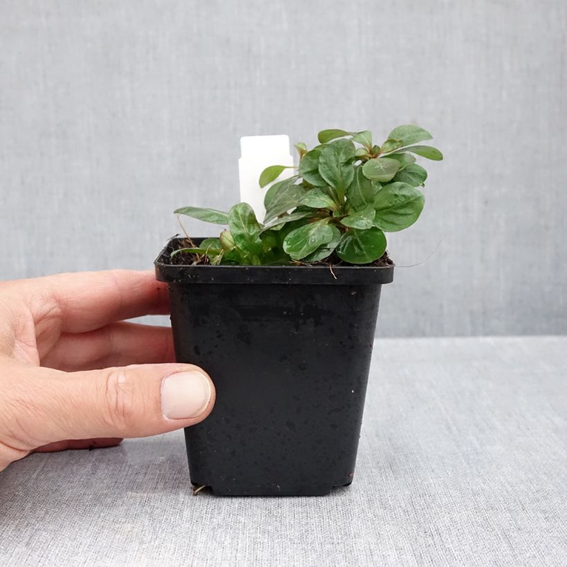 Oenothera fruticosa Hohes Licht - Evening Primrose 8/9 cm pot sample as delivered in autumn