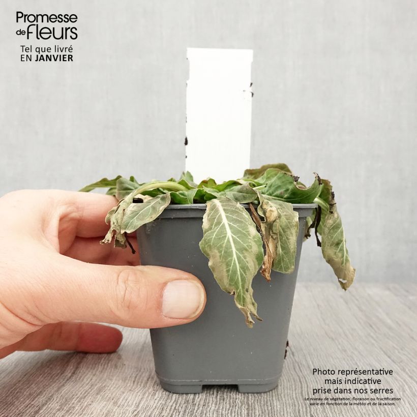 Oenothera glazioviana - Evening Primrose 8/9 cm pot sample as delivered in winter