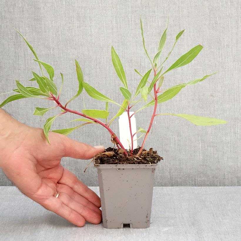 Oenothera missouriensis - Evening Primrose 7/8 cm pot sample as delivered in autumn