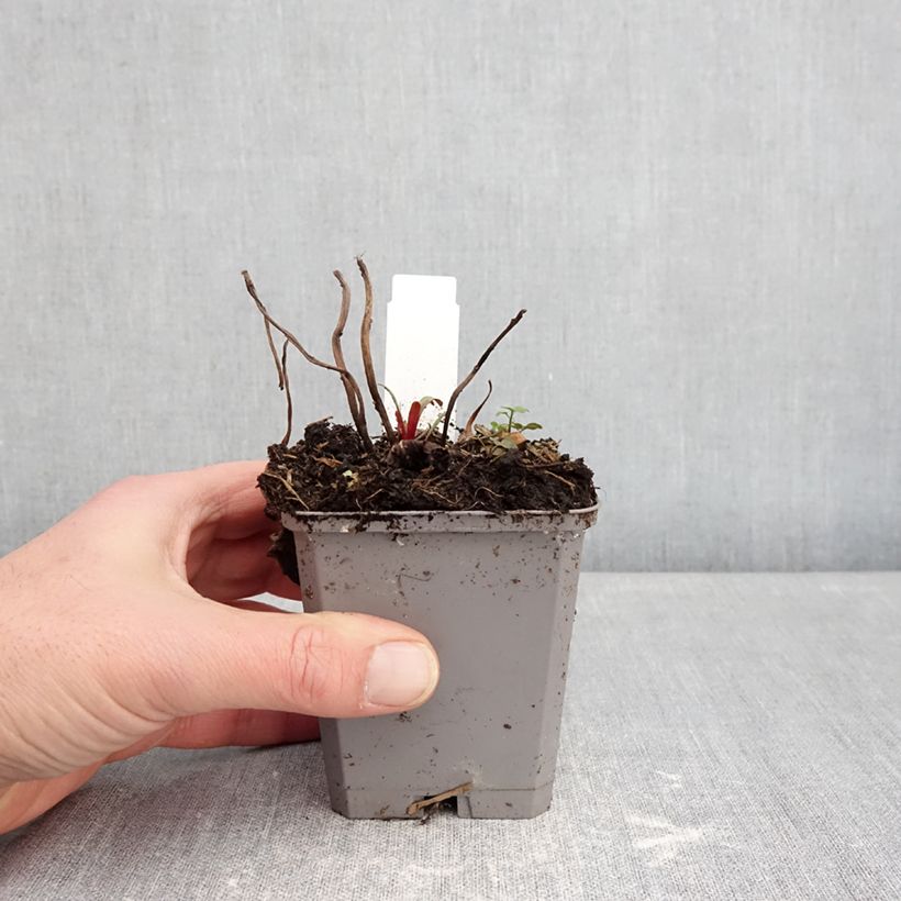 Oenothera missouriensis - Evening Primrose 7/8 cm pot sample as delivered in winter