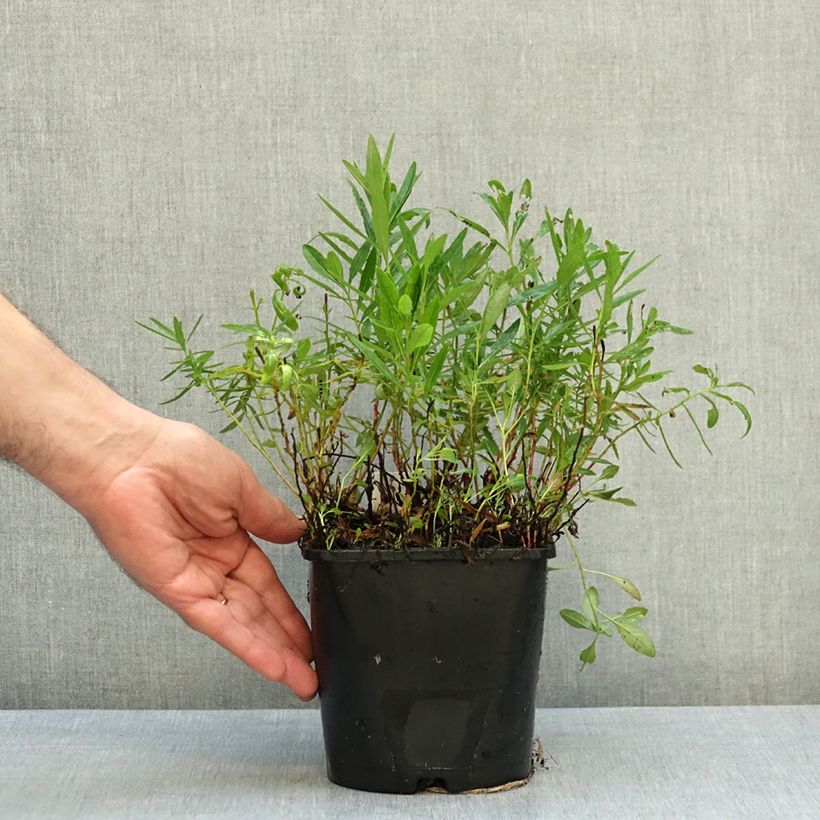 Oenothera speciosa Siskiyou - Evening Primrose 2L/3L pot sample as delivered in autumn