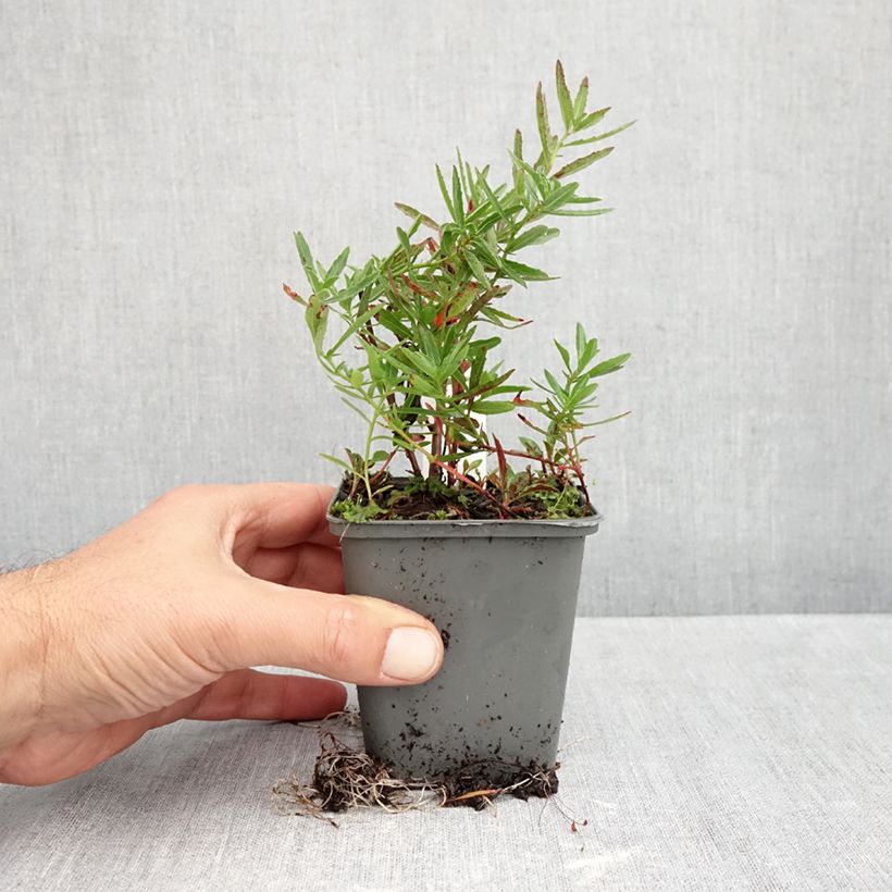 Oenothera speciosa Twilight - Evening Primrose 8/9 cm pot sample as delivered in autumn