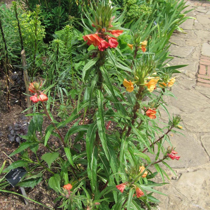 Oenothera versicolor - Red Evening Primrose (Plant habit)