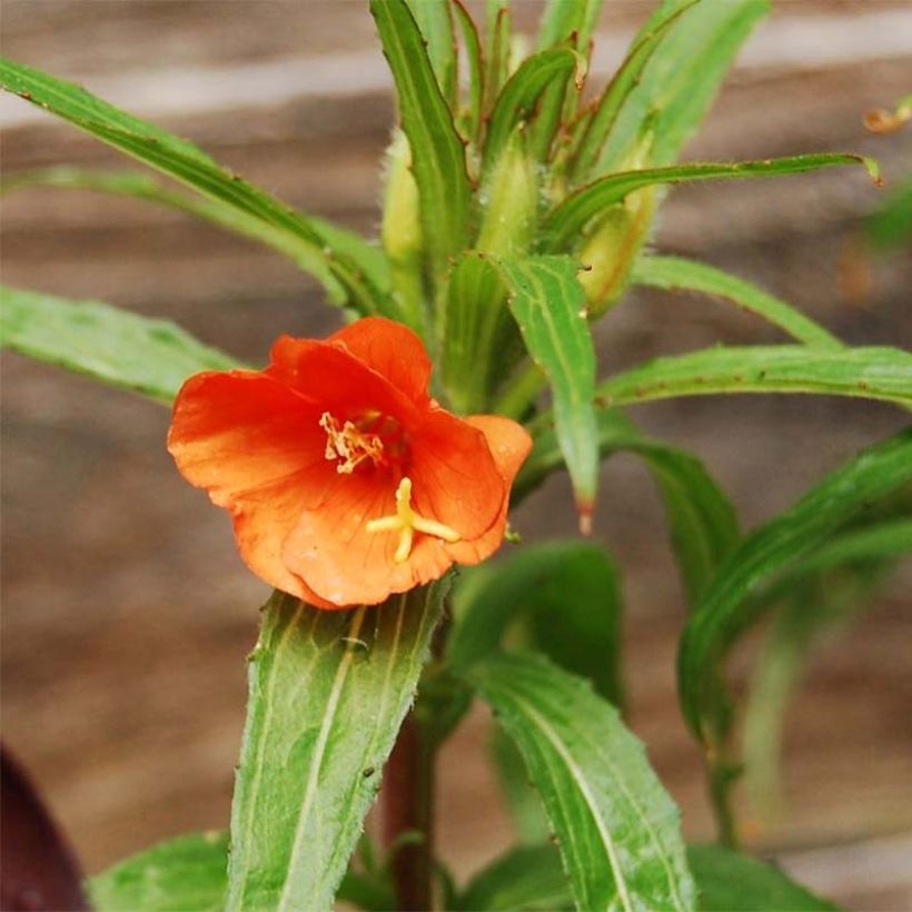 Oenothera versicolor - Red Evening Primrose (Flowering)