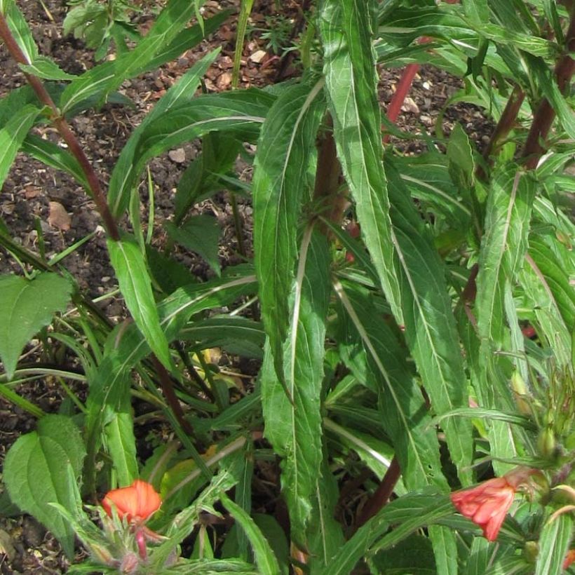 Oenothera versicolor - Red Evening Primrose (Foliage)