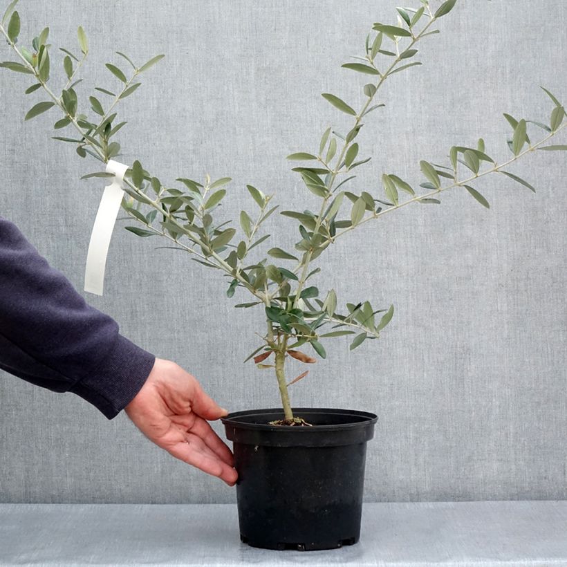 Olea europaea Aglandau - Olive Tree 3L/4L pot, Clump sample as delivered in spring