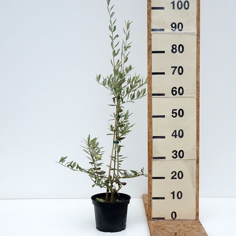 Olea europaea Aglandau - Olive Tree 3L/4L pot sample as delivered in autumn