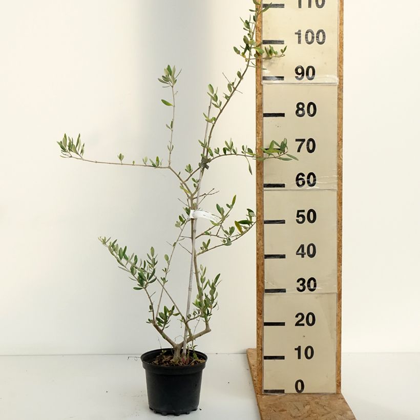 Olea europaea Frantoio - Olive Tree 3L/4L pot sample as delivered in summer