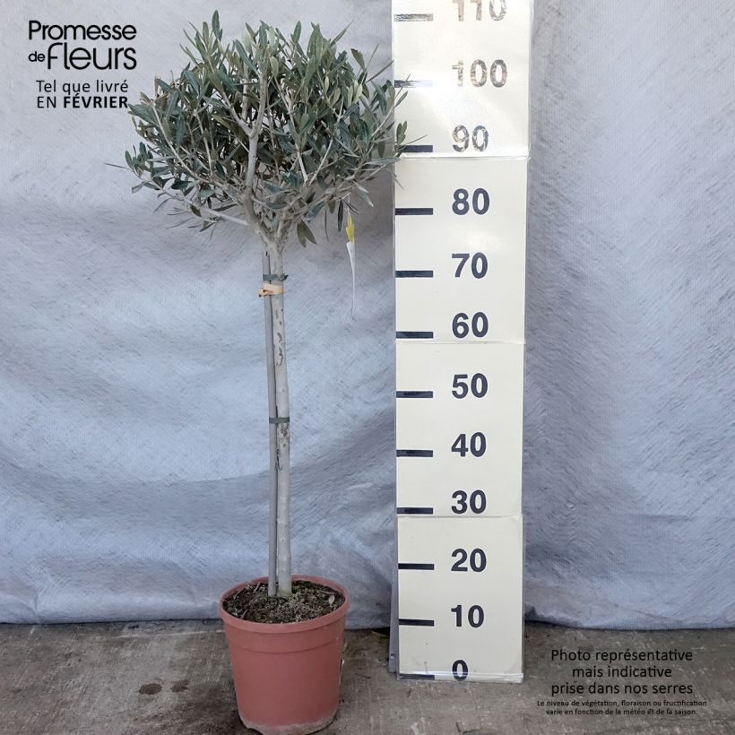Olea europaea Stem - Olive 7.5L/10L pot sample as delivered in winter
