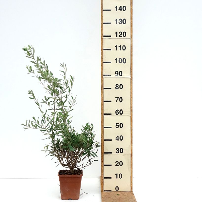 Olea europaea - Olive 2L/3L pot sample as delivered in autumn