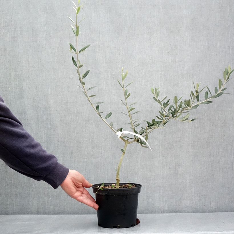 Olea europaea Picholine - Olive tree 3L/4L pot, Clump sample as delivered in spring