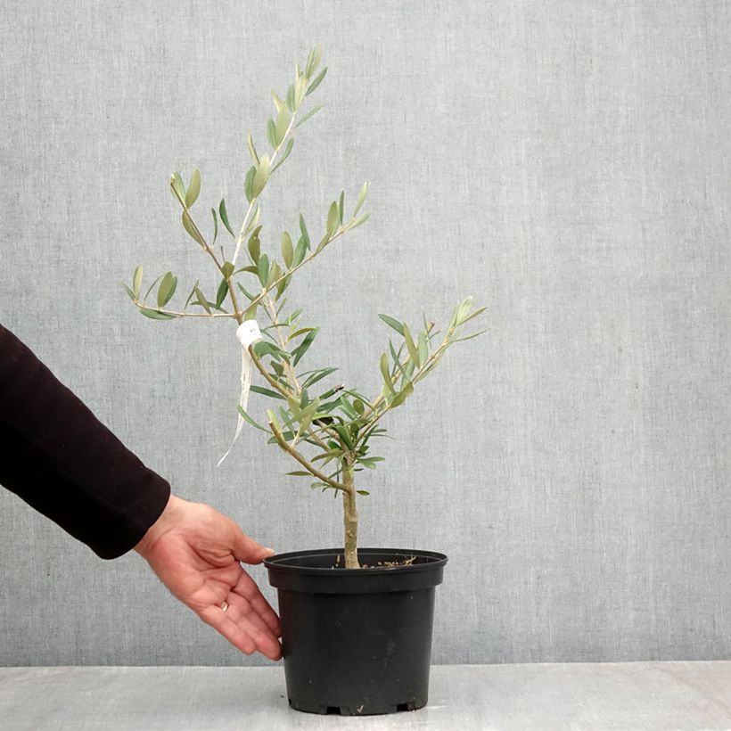 Olea europaea Picholine - Olive tree 3L/4L pot, Clump sample as delivered in autumn
