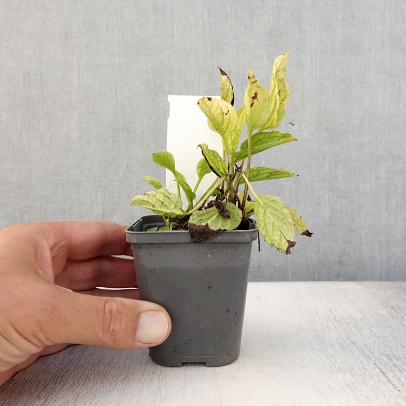 Omphalodes verna Alba 8/9 cm pot sample as delivered in summer