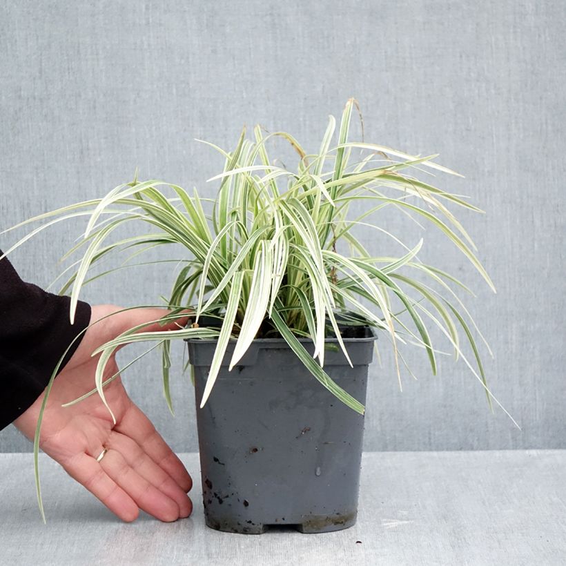 Ophiopogon jaburan Albo Variegata 2L/3L pot sample as delivered in autumn