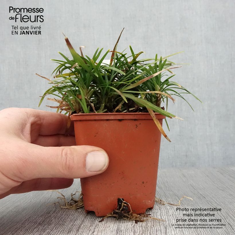 Ophiopogon japonicus Minor 8/9 cm pot sample as delivered in winter