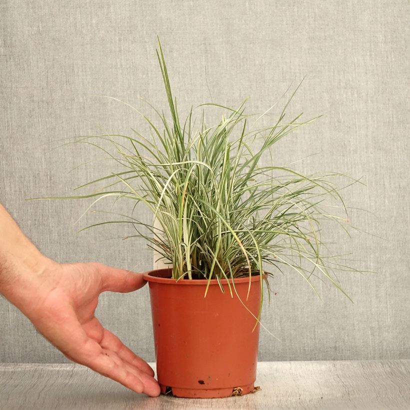 Ophiopogon japonicus Silver Mist 1L/1.5L pot sample as delivered in summer