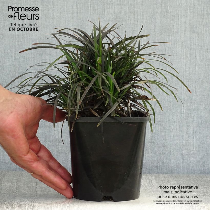 Ophiopogon planiscapus Black Dragon 1L/1.5L pot sample as delivered in autumn