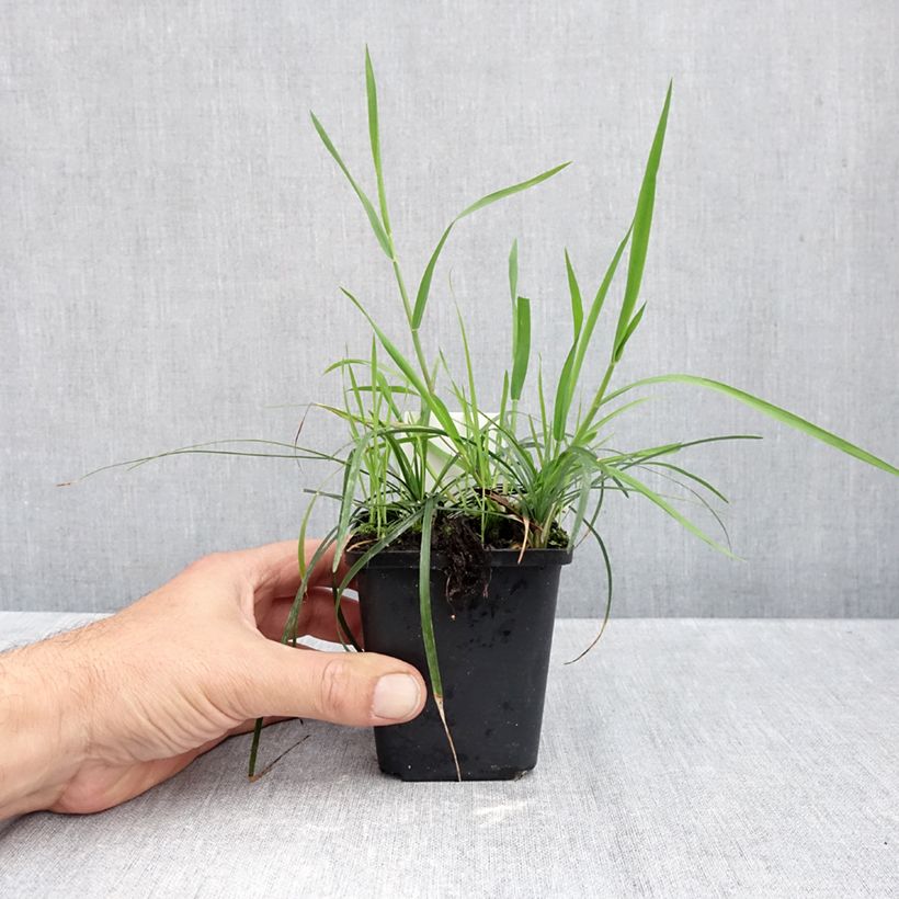Ophiopogon planiscapus 8/9 cm pot sample as delivered in autumn