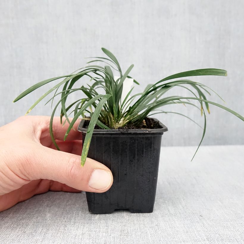 Ophiopogon planiscapus Olivaceus 8/9 cm pot sample as delivered in spring