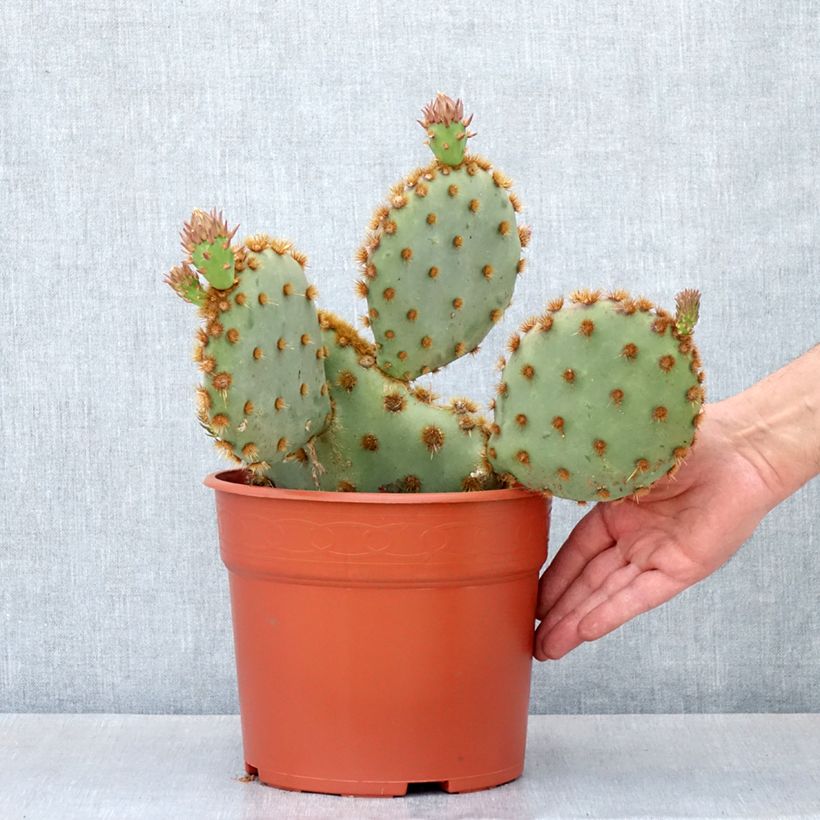 Opuntia aciculata - Prickly pear cactus 4L/5L pot sample as delivered in autumn