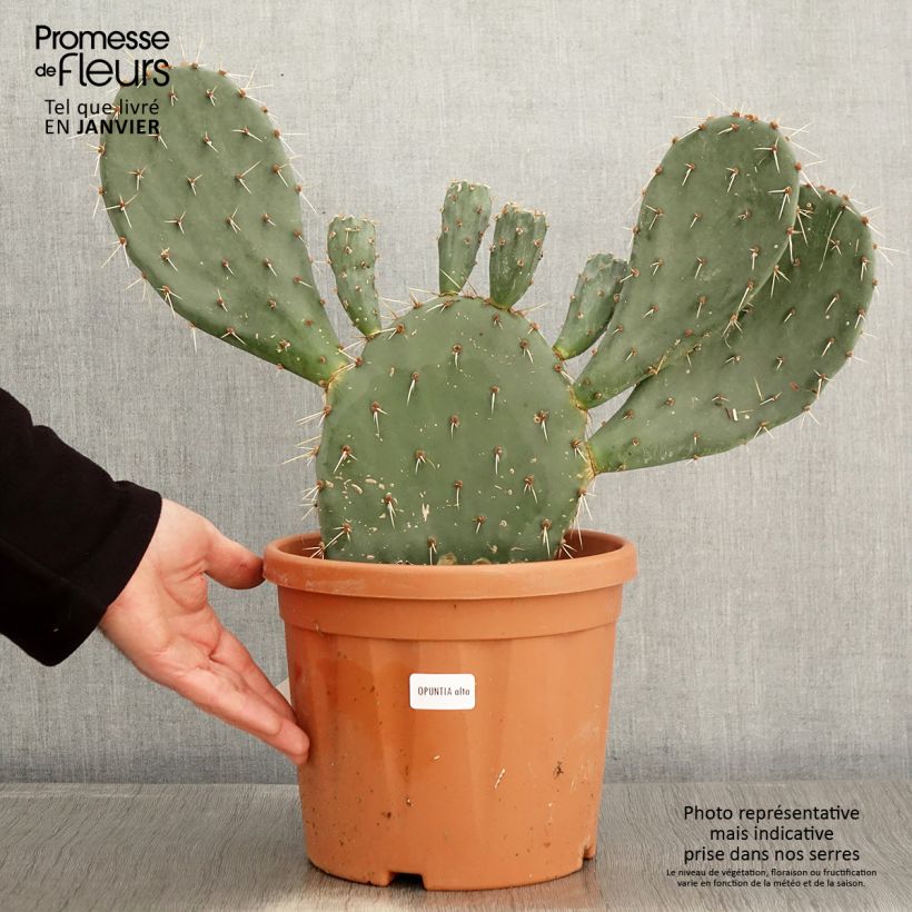 Opuntia engelmannii var. alta - Prickly Pear 4L/5L pot sample as delivered in winter