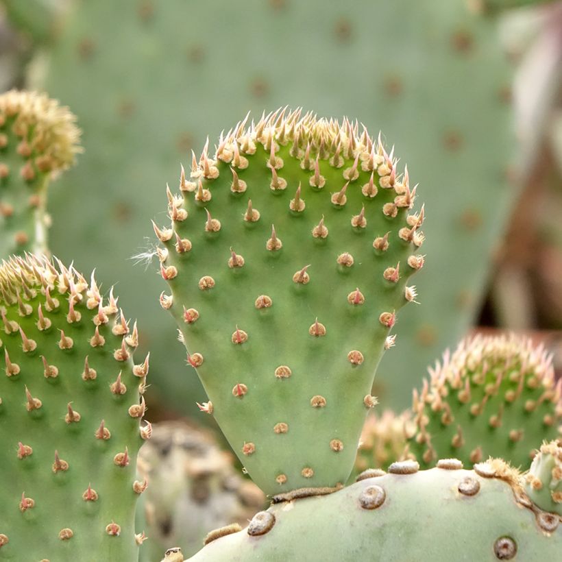 Opuntia basilaris - Beaver tail cactus (Foliage)