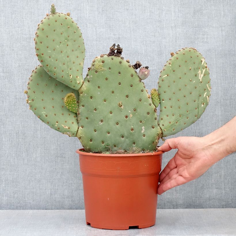 Opuntia basilaris - Beaver tail cactus 4L/5L pot sample as delivered in autumn