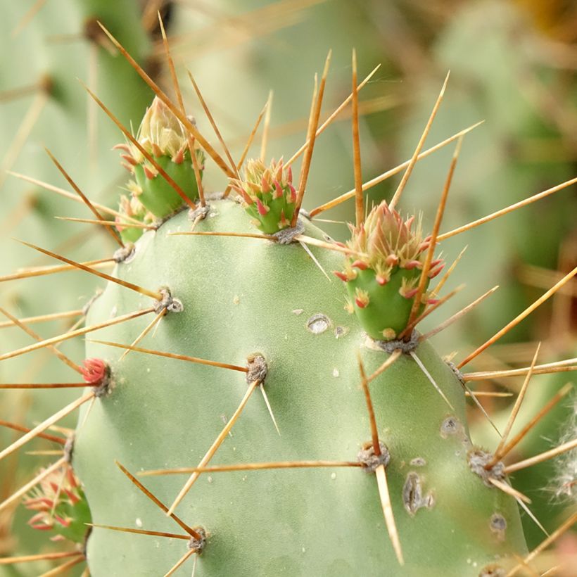Opuntia bergeriana - Prickly Pear (Foliage)
