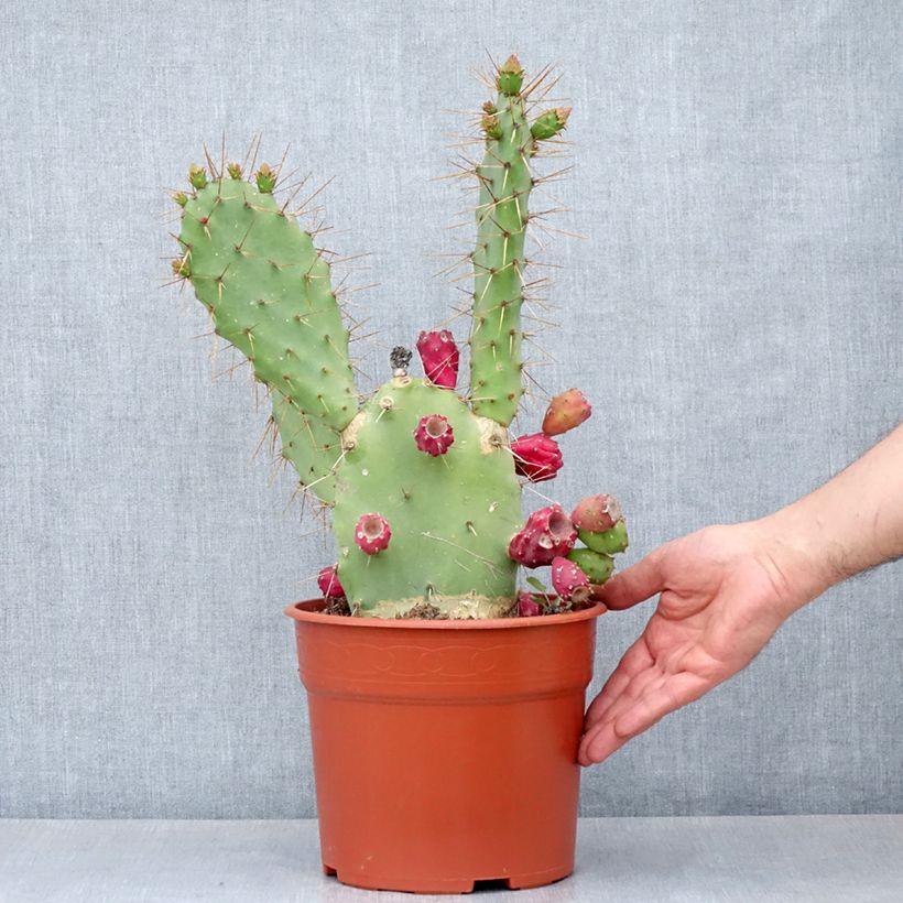 Opuntia bergeriana - Berger's prickly pear 4L/5L pot sample as delivered in autumn