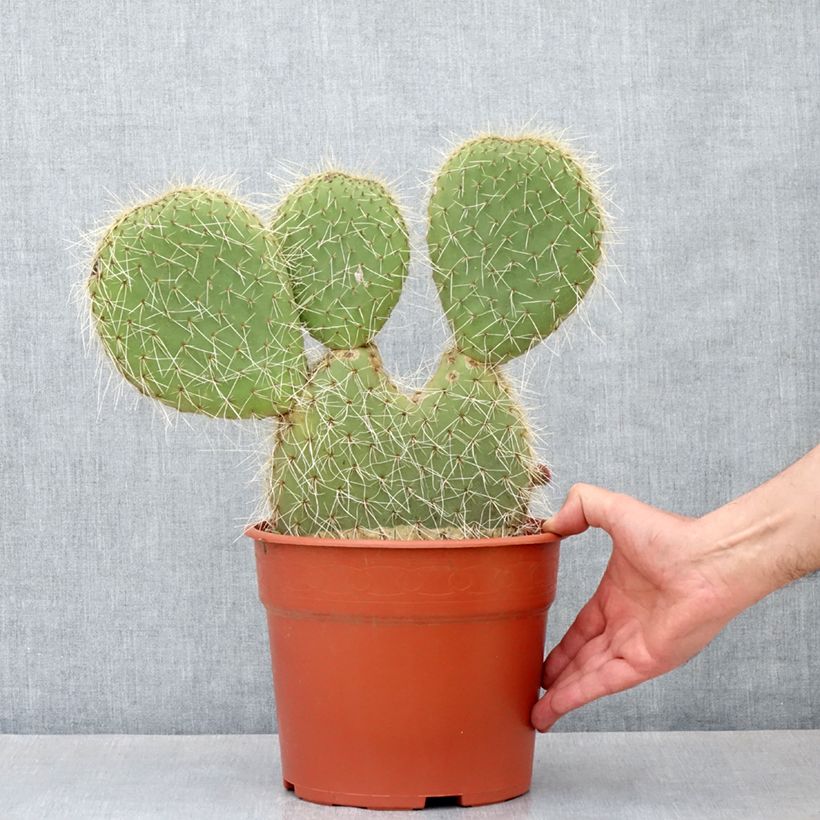 Opuntia leucotricha - Prickly pear cactus 4L/5L pot sample as delivered in autumn