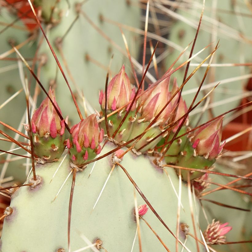 Opuntia macrocentra - Purple prickly pear (Foliage)