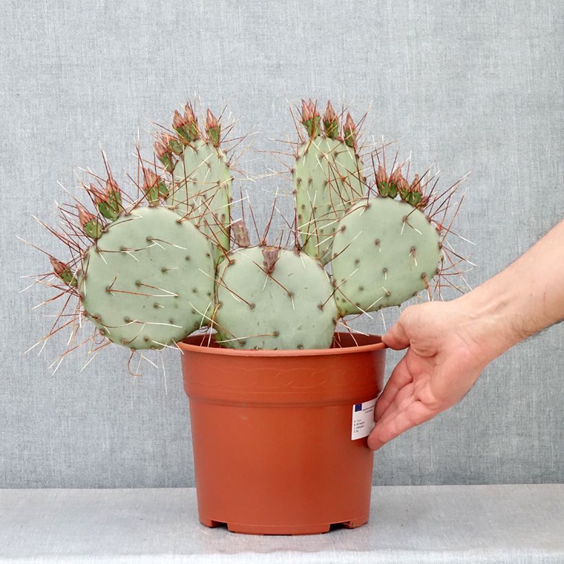 Opuntia macrocentra - Purple prickly pear 4L/5L pot sample as delivered in spring