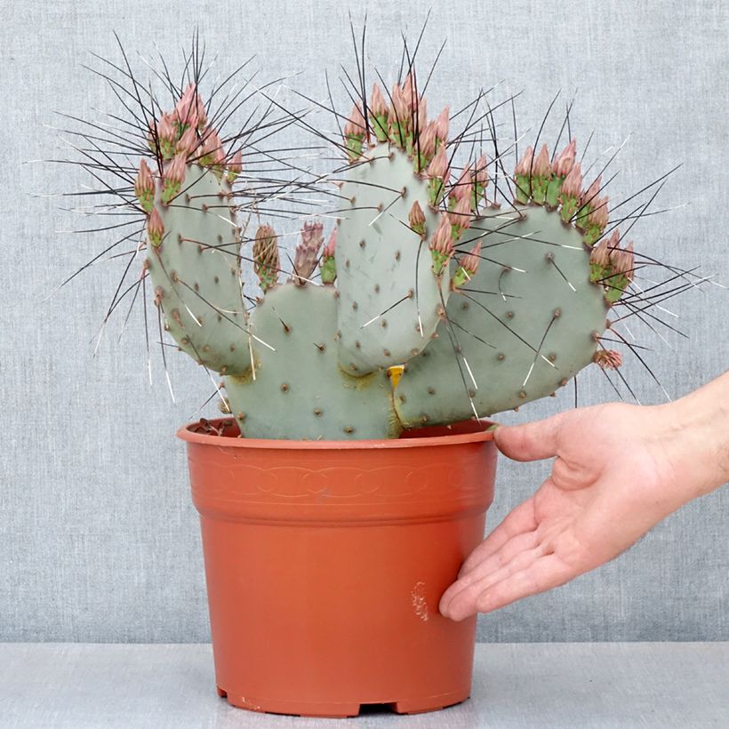 Opuntia macrocentra - Black-spined prickly pear 4L/5L pot sample as delivered in autumn