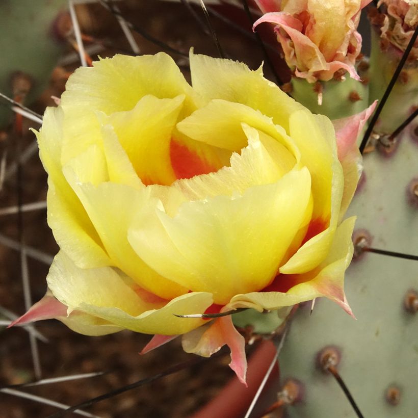 Opuntia macrocentra - Black-spined prickly pear (Flowering)
