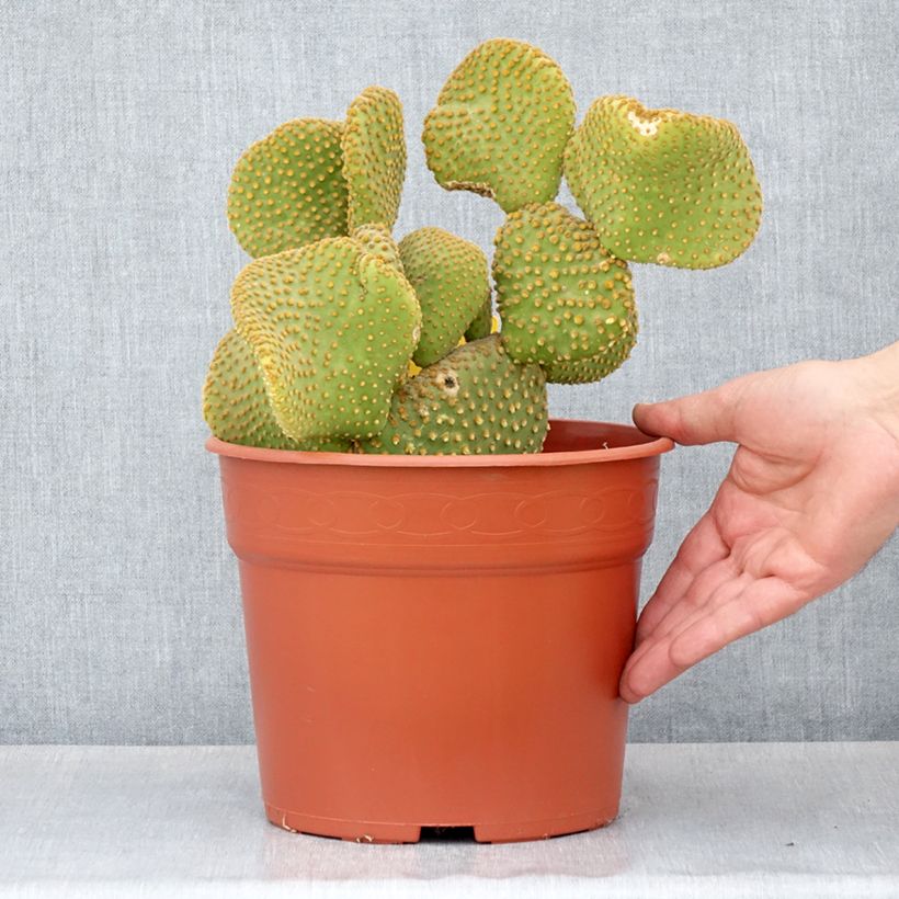 Opuntia microdasys Undulata - Prickly pear cactus 4L/5L pot sample as delivered in autumn
