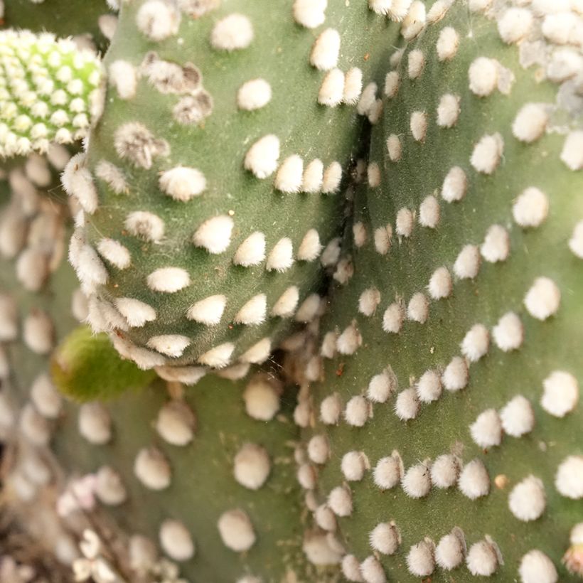 Opuntia microdasys var. albispina - Bunny ears cactus (Foliage)