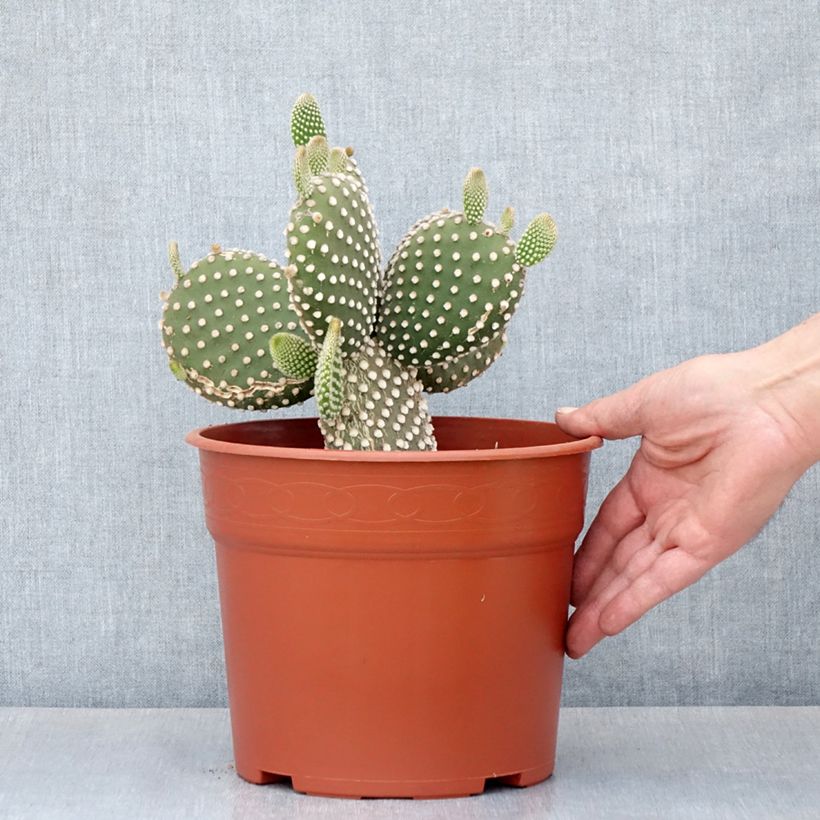 Opuntia microdasys var. albispina - White bunny ear cactus 4L/5L pot sample as delivered in autumn
