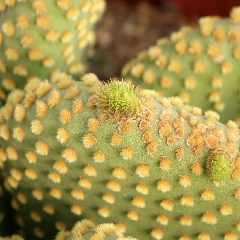 Opuntia microdasys var. pallida - Bunny ears cactus (Foliage)