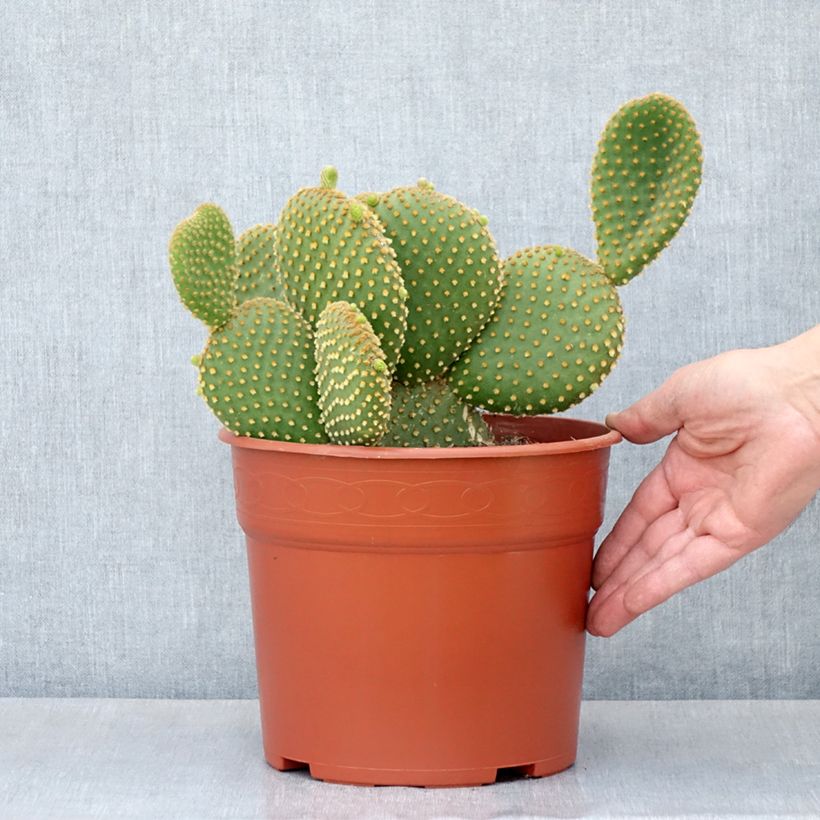 Opuntia microdasys var. pallida - Bunny eared cactus 4L/5L pot sample as delivered in summer