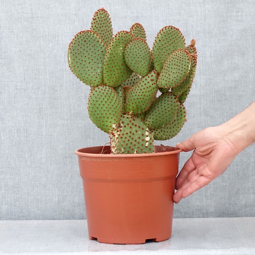 Opuntia microdasys var. rufida - Cinnamon cactus, bunny ear cactus 4L/5L pot sample as delivered in autumn