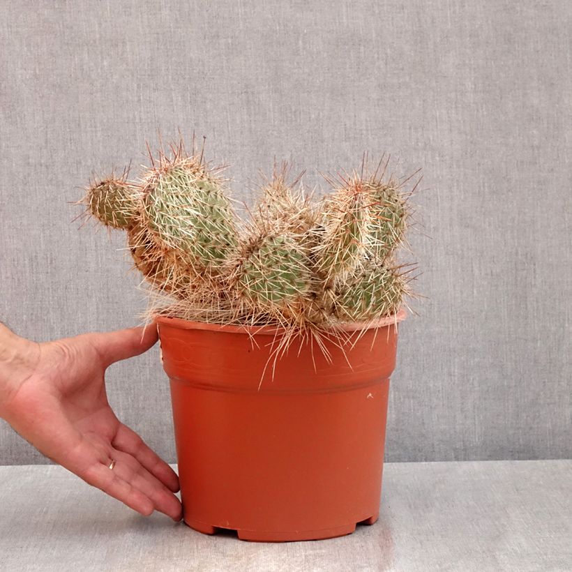 Opuntia polyacantha - Many-spined prickly pear 4L/5L pot sample as delivered in summer