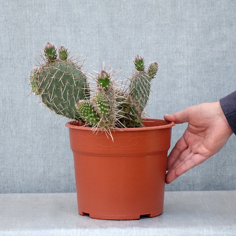 Opuntia polyacantha - Many-spined prickly pear 4L/5L pot sample as delivered in summer