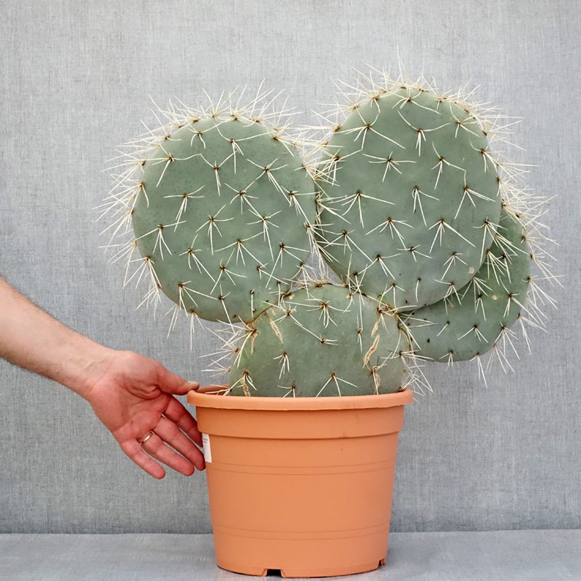 Opuntia robusta - Prickly pear 7.5L/10L pot sample as delivered in spring