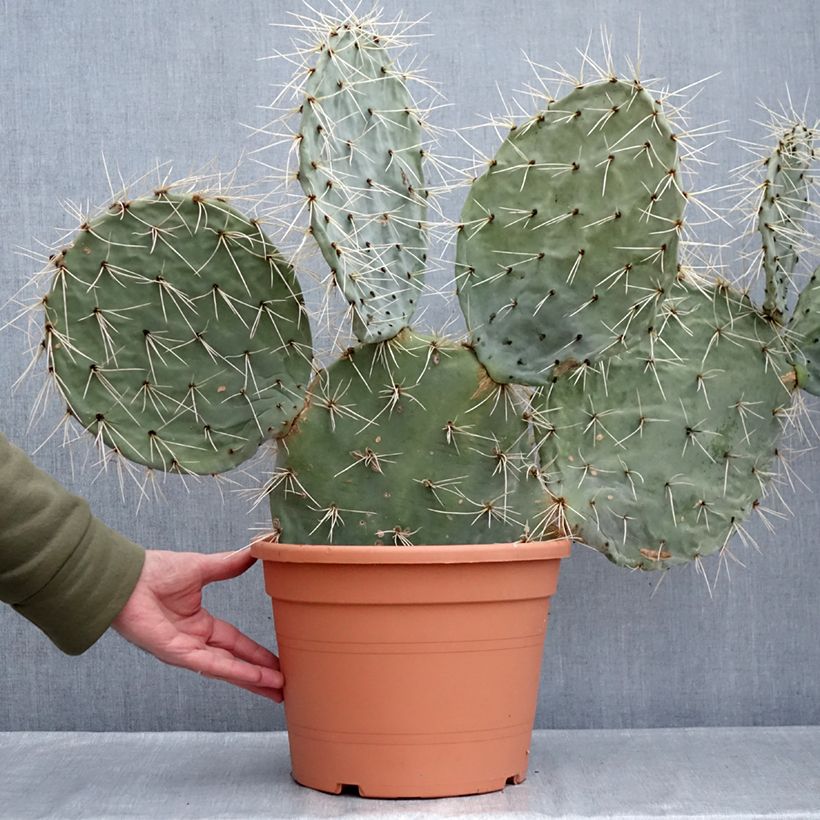 Opuntia robusta - Wheel cactus 7.5L/10L pot sample as delivered in winter