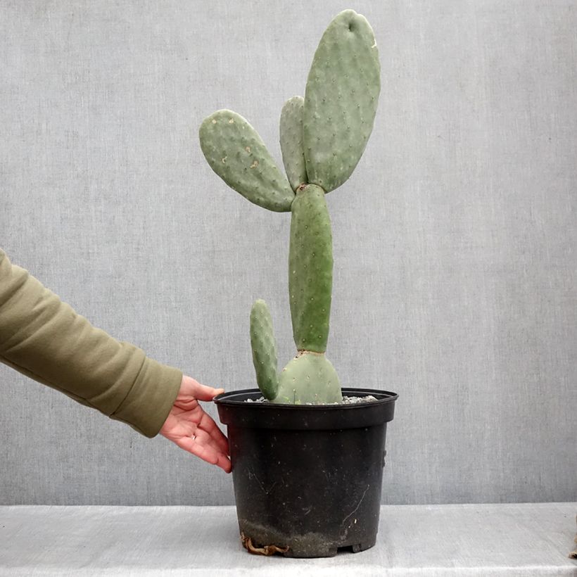 Opuntia hybrida Titania - Prickly Pear 3L/4L pot sample as delivered in winter