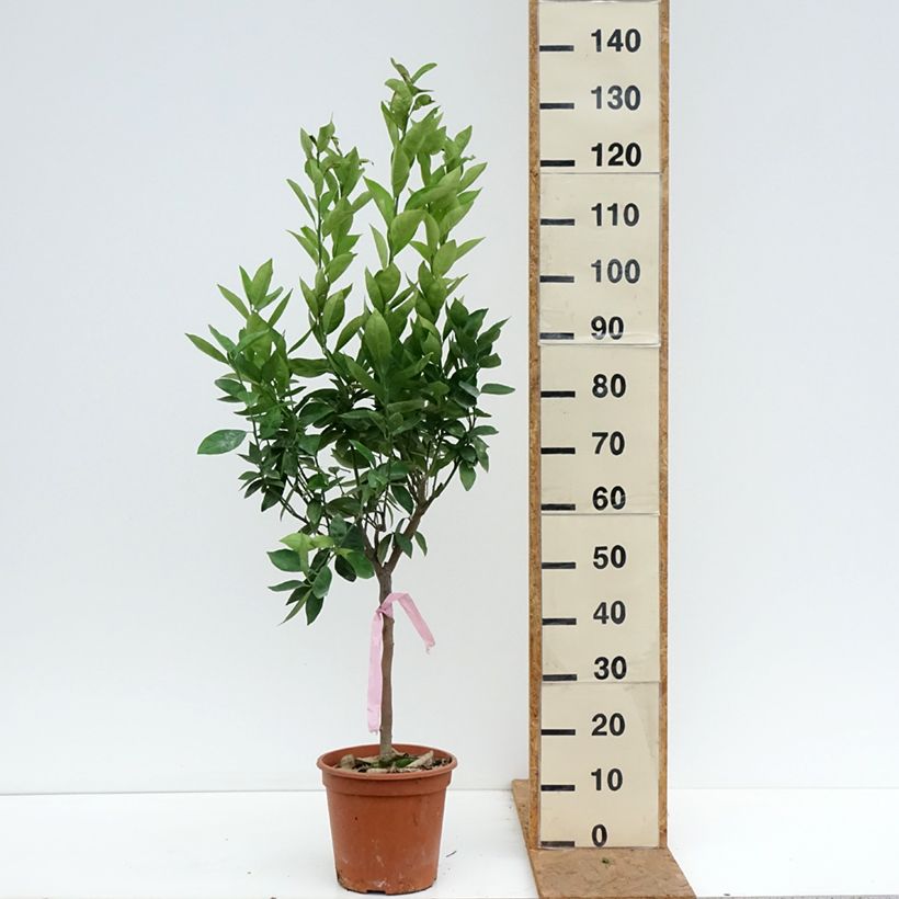 Sweet Orange - Citrus sinensis 4L/5L pot, Quarter standard sample as delivered in autumn