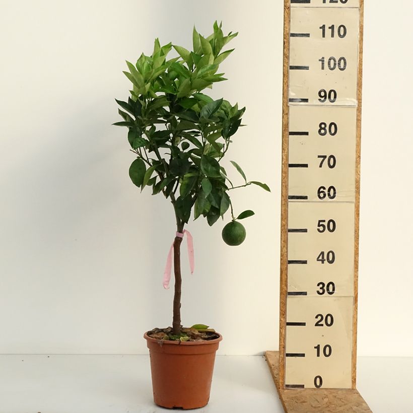 Sweet Orange - Citrus sinensis 4L/5L pot, Quarter standard sample as delivered in summer