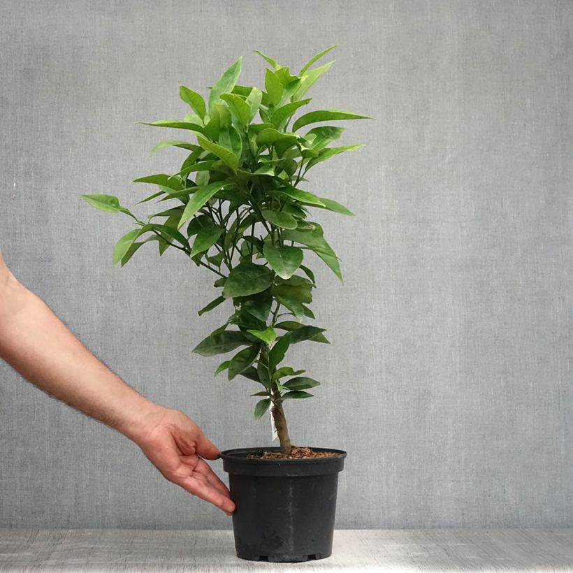 Citrus sinensis 'Washington Navel' 4L/5L pot, Quarter standard sample as delivered in summer