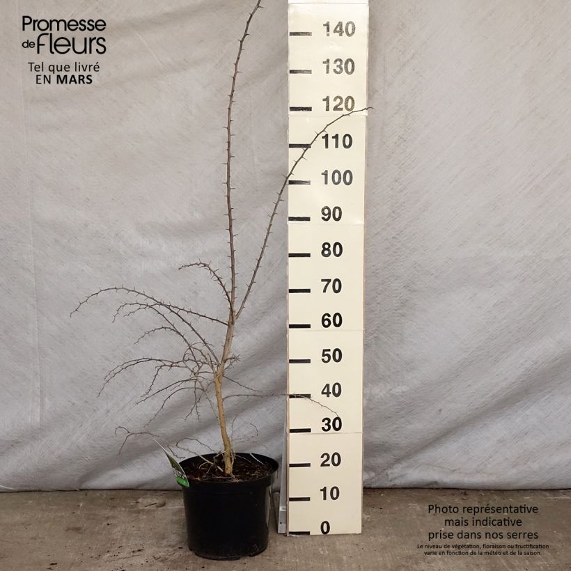 Maclura pomifera 7.5L/10L pot sample as delivered in spring